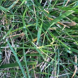 Meet your Posher, Joshua